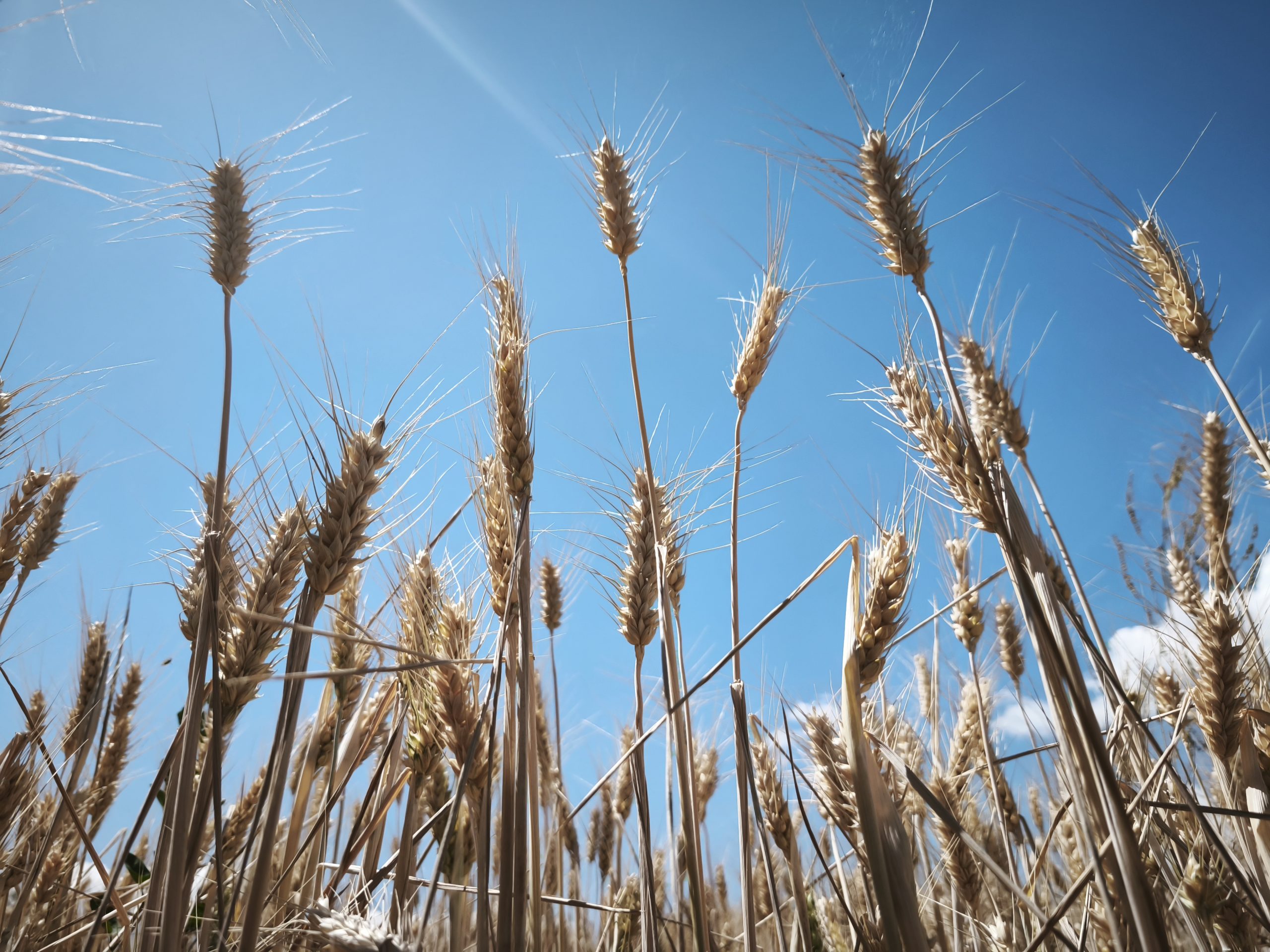 épis de blé élancés vers le ciel et dans le vent pour les cours collectifs, ressourcement et accompagnement santé globale