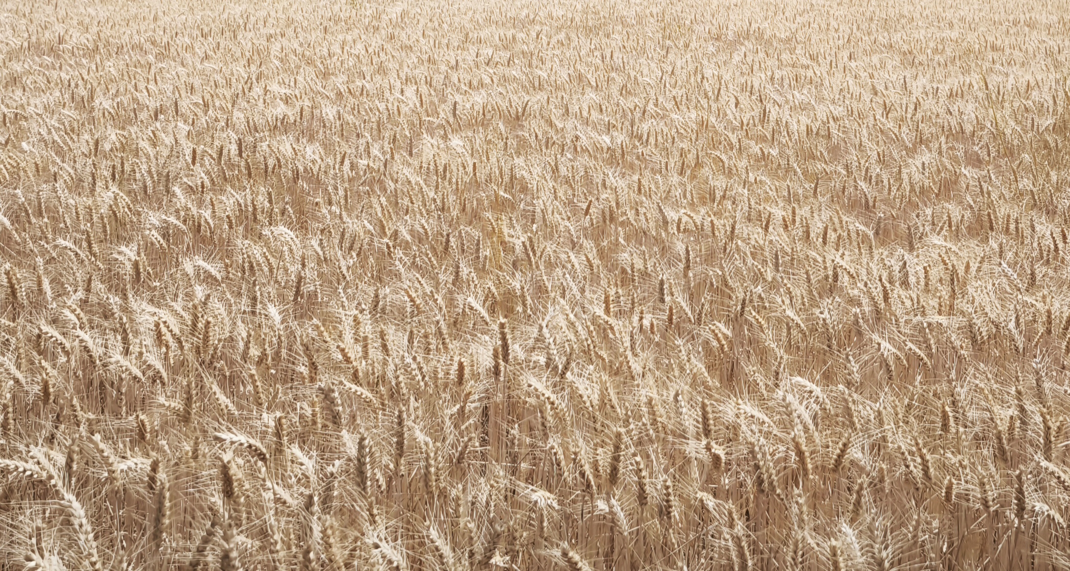 Champ de blé lumineux pour interventions en entreprise QVCT et RPS