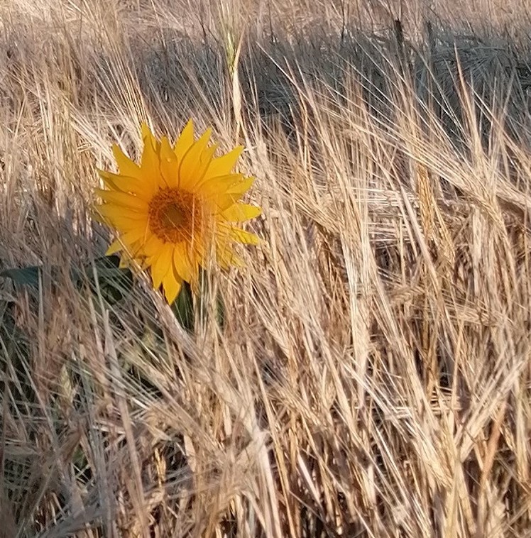 Tournesol dans les blés pour illustrer l'accompagnement individuel corps-esprit et santé globale, l'abondance et le fleurissement à l'issue